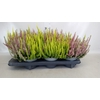 Calluna vulg. 'Beauty L'  ..mix 3/p