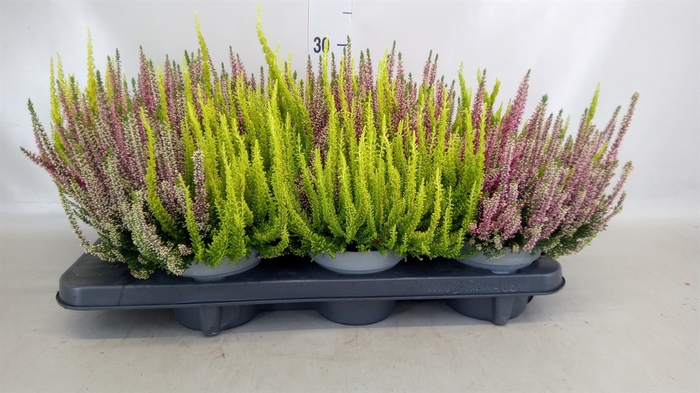 <h4>Calluna vulg. 'Beauty L'  ..mix 3/p</h4>