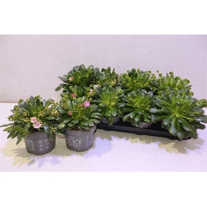 Lewi Rocky Color Gem