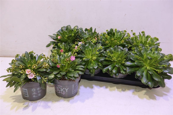 <h4>Lewi Rocky Color Gem</h4>