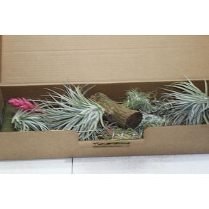 BROMELIA TILLANDSIA SEM POTE VARIADO