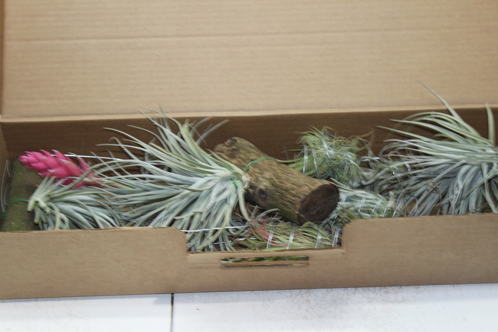 <h4>BROMELIA TILLANDSIA SEM POTE VARIADO</h4>