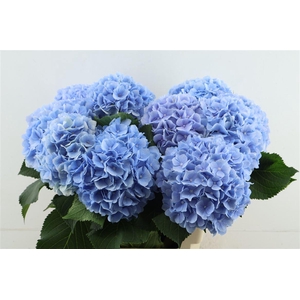 Hydr M Verena Blue 65-20