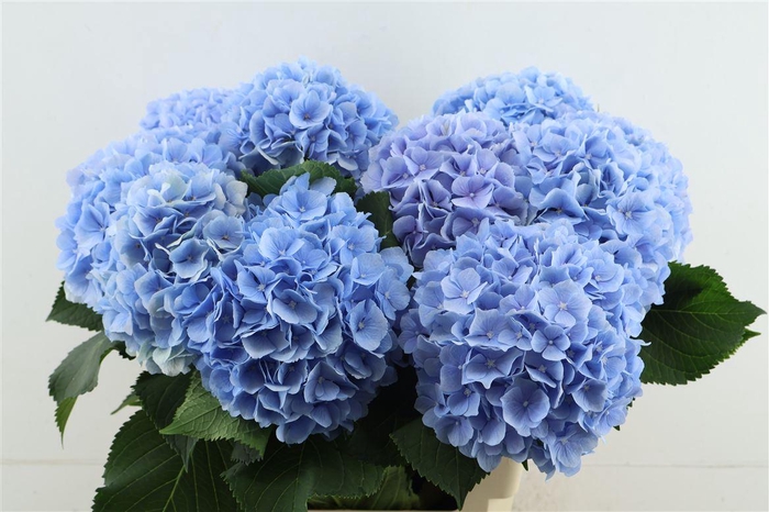 <h4>Hydr M Verena Blue 65-20</h4>