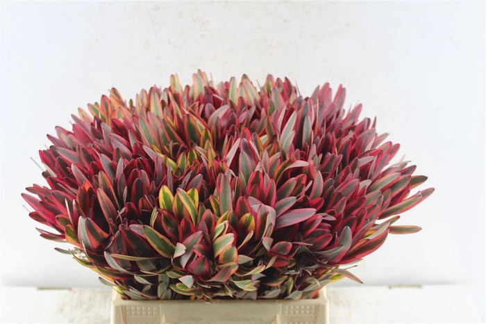 <h4>Leucad Jester</h4>