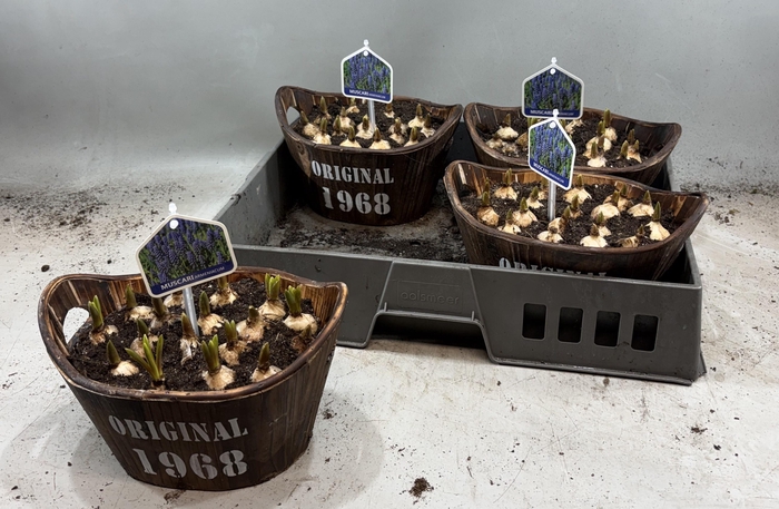 <h4>ARR MUSCARI</h4>