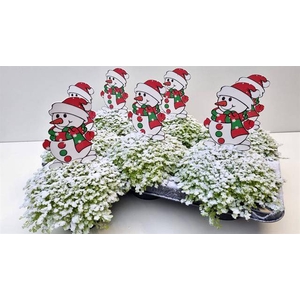 SOLEIROLIA SNOWMAN X6