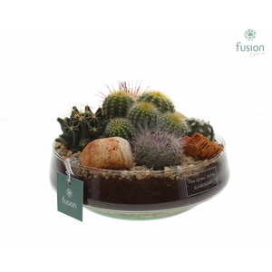 Green Bottle Iris Medium met Cactussen