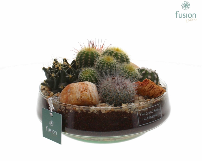 <h4>Green Bottle Iris Medium met Cactussen</h4>