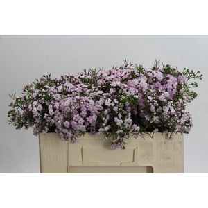 Chamelaucium Dancing Queen