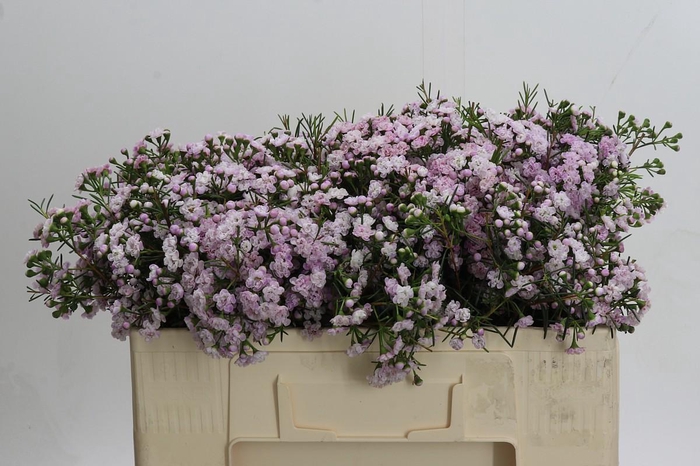 Chamelaucium Dancing Queen