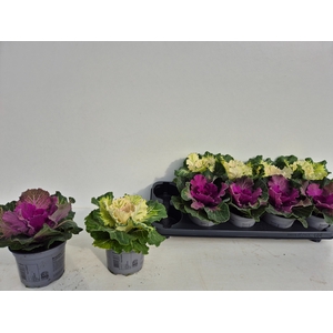 BRASSICA (SIERKOOL)