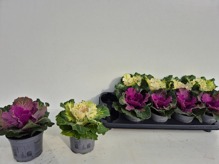 <h4>BRASSICA (SIERKOOL)</h4>