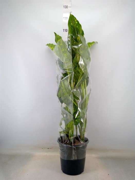 <h4>Aglaonema   ...</h4>