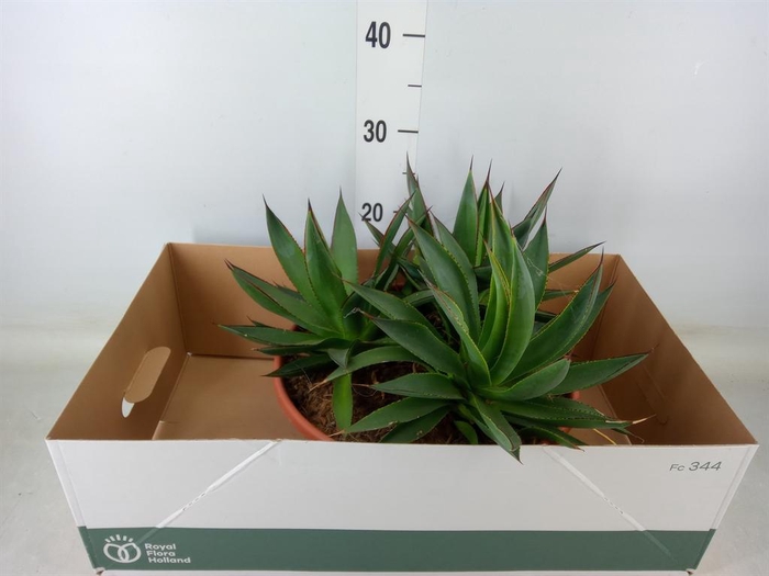 <h4>Agave  'Shaka Zulu'</h4>