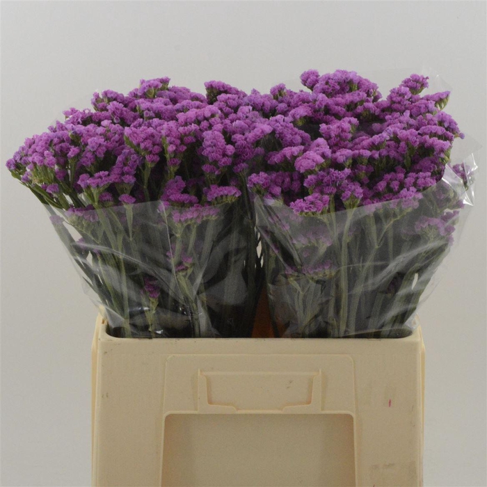 <h4>Statice Heart Wings</h4>