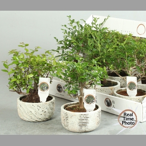 BONSAI GEM