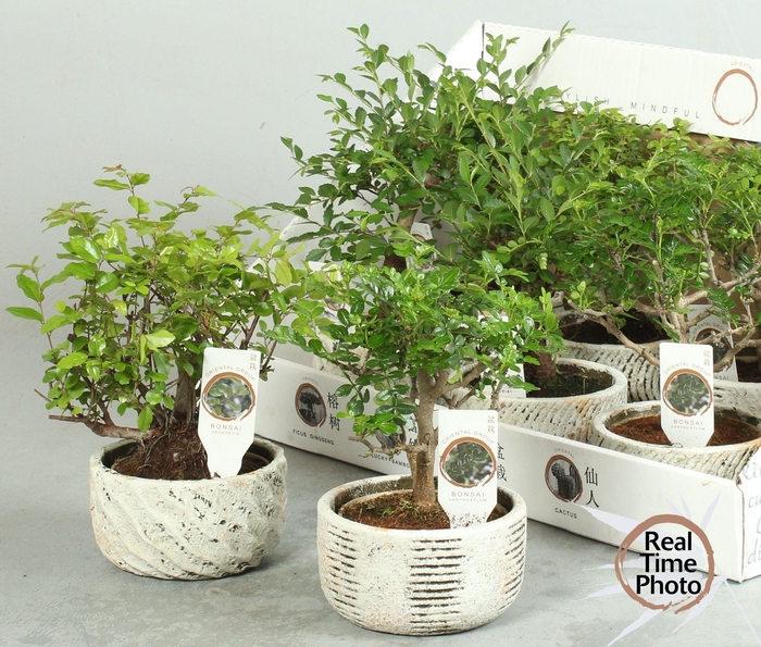 <h4>BONSAI GEM</h4>