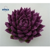 Echeveria Agavoides Glitter Purple Cutflower