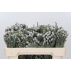 Kaaps Groen Silver Brunia