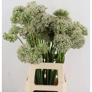 ALLIUM NIGRUM
