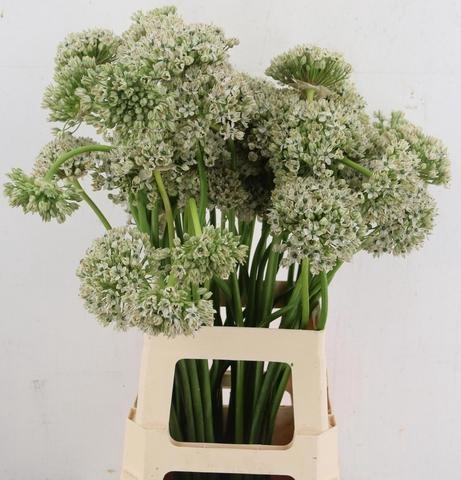 <h4>ALLIUM NIGRUM</h4>