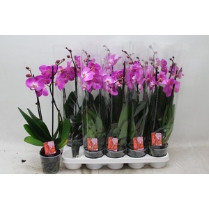 PHAL OV PAARS