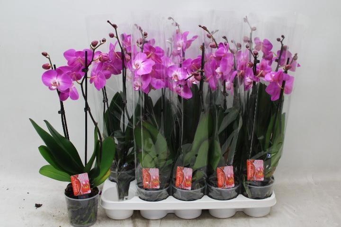 <h4>PHAL OV PAARS</h4>