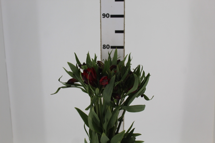 <h4>ALSTROEMERIA NATALYA 080 CM</h4>