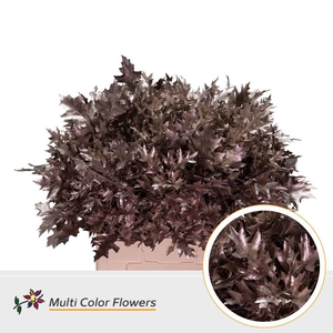 Quercus palustris ..colored H%