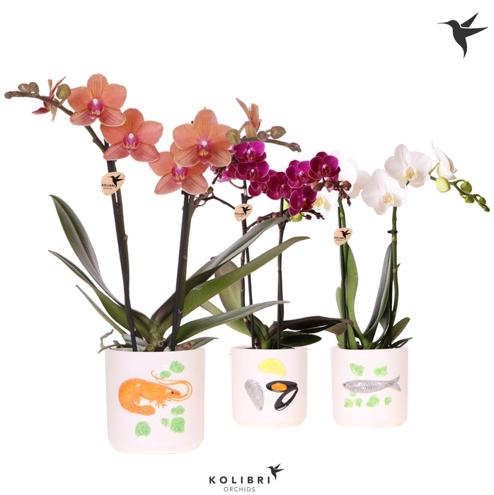 <h4>Kolibri Orchids Phalaenopsis mix 2 spike in Fruits De Mer pot mix</h4>