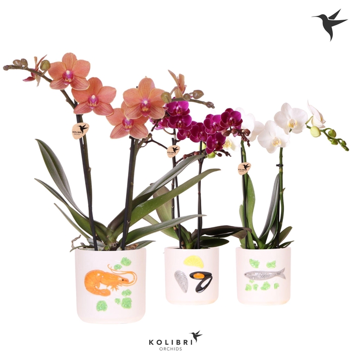<h4>Kolibri Orchids Phalaenopsis mix 2 spike in Fruits De Mer pot mix</h4>