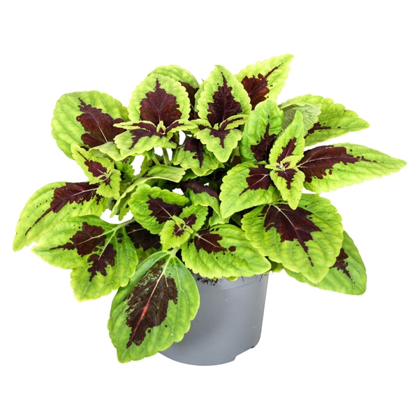 <h4>Coleus Alligator Alley</h4>
