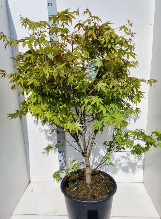Acer palmatum Osakazuki