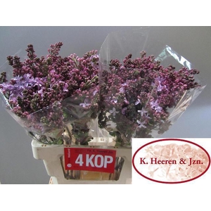 SYR HY ESTHER STALEY