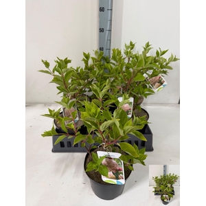 HYDR PANICULATA