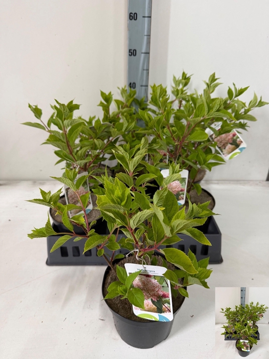 <h4>HYDR PANICULATA</h4>