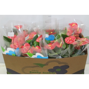 ANTHURIUM ROYAL CHAMPION P15
