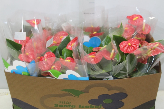 <h4>ANTHURIUM ROYAL CHAMPION P15</h4>
