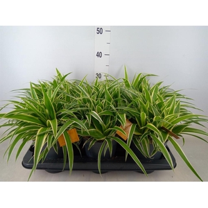 Chlorophytum com. 'Ocean'