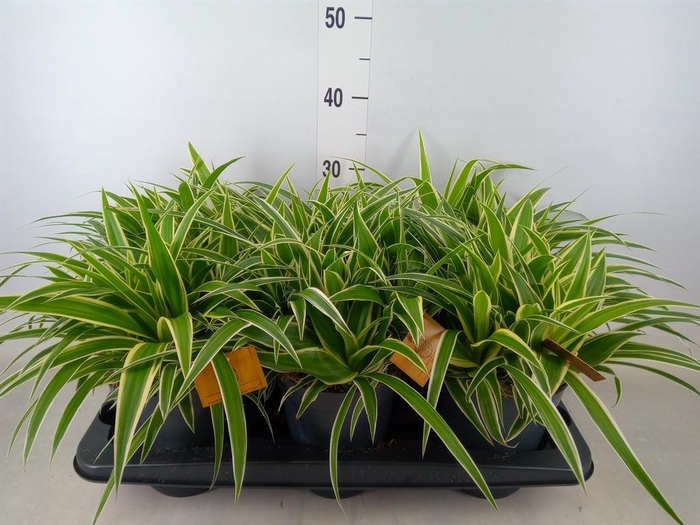 <h4>Chlorophytum com. 'Ocean'</h4>