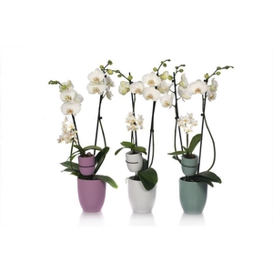 Hugo Hotel Mix Phal Wit 2T+ Tiny Dolls 1T