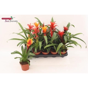 BROMELIA GEM