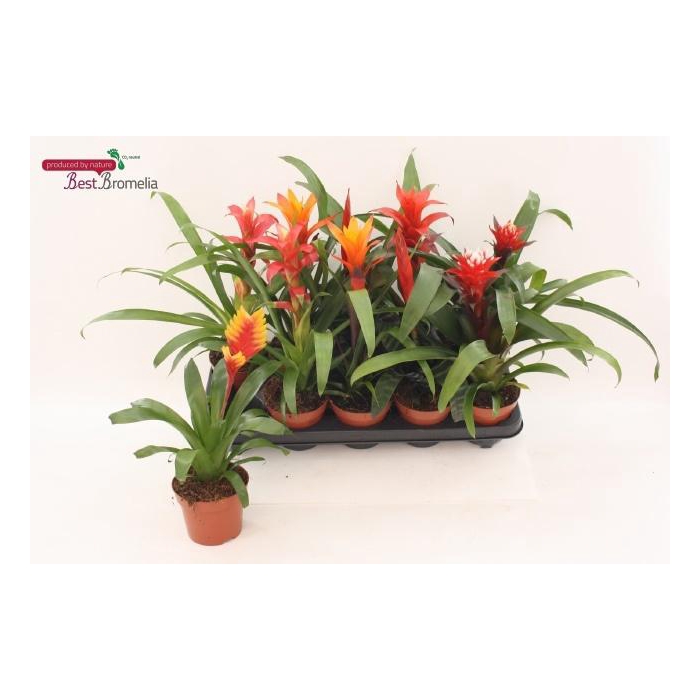 <h4>BROMELIA GEM</h4>