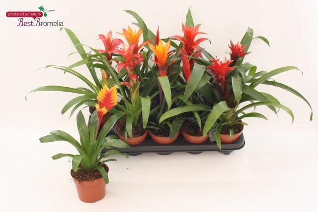 BROMELIA GEM