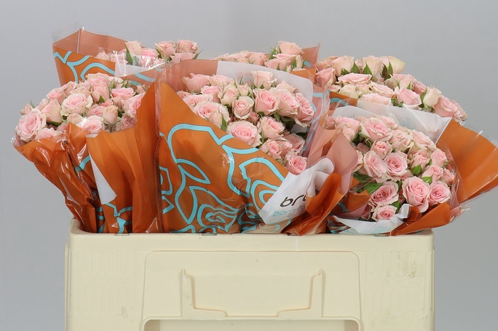 <h4>Rosa Tr Lydia</h4>