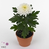 M-Upz Chrysanne® Zembla Next White Make-Upz® Party Mix