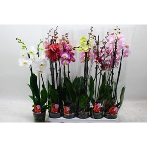 PHAL GEM 7 KL