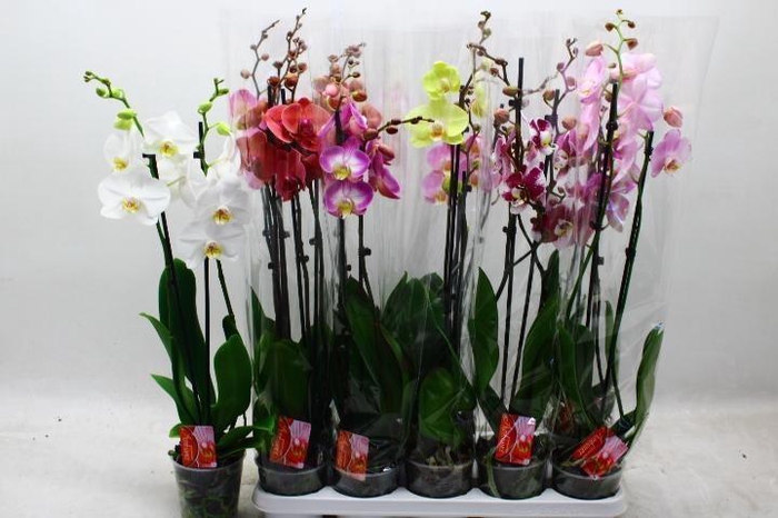 <h4>PHAL GEM 7 KL</h4>