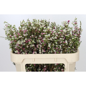 Chamelaucium Dual Star